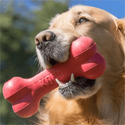 https://cdn.shopify.com/s/files/1/0763/9767/4819/files/Os_jouet_pour_chien_golden.png?v=1729269635