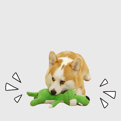 https://cdn.shopify.com/s/files/1/0763/9767/4819/files/Peluche_colore_pour_chien_pouette.png?v=1746197356