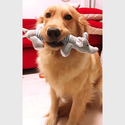 https://cdn.shopify.com/s/files/1/0763/9767/4819/files/Peluches_longues_pour_chien_labrador.png?v=1753722468