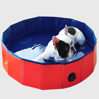 https://cdn.shopify.com/s/files/1/0763/9767/4819/files/Piscine_rigide_pour_grand_chien_bouledogue.png?v=1744041364