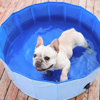 https://cdn.shopify.com/s/files/1/0763/9767/4819/files/Piscine_rigide_pour_grand_chien_exemple.webp?v=1744041364