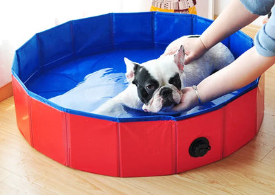 https://cdn.shopify.com/s/files/1/0763/9767/4819/files/Piscine_rigide_pour_grand_chien_interieur.webp?v=1744041364