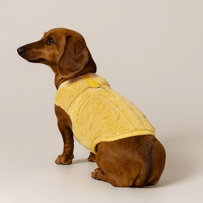 https://cdn.shopify.com/s/files/1/0763/9767/4819/files/Pull_Pour_Teckel_jaune.png?v=1767721726