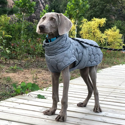 Manteau Hiver Weimaraner Grand Chien Doublure Polaire Réfléchissant