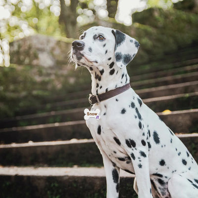 Médaille Gravée Motif Patte pour Chien
