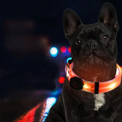 Collier et Laisse LED Lumineux pour Chien