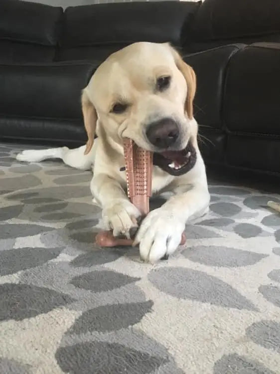 Jouet Mâcher Durable Gros Chien Soin Bucco-Dentaire