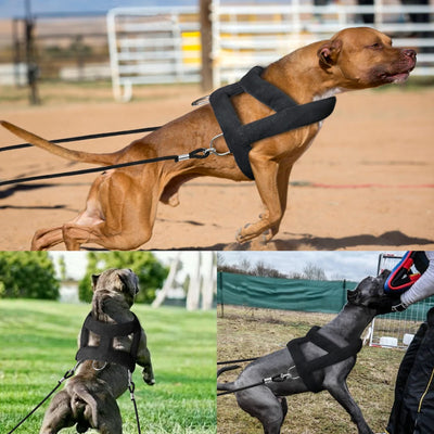 Harnais de Traction de Poids Rembourré pour Husky