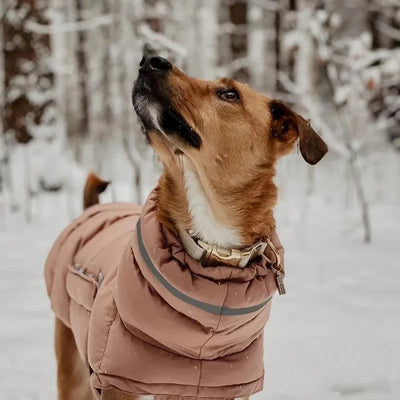 Manteau Imperméable Chaud pour Lévrier Réfléchissant