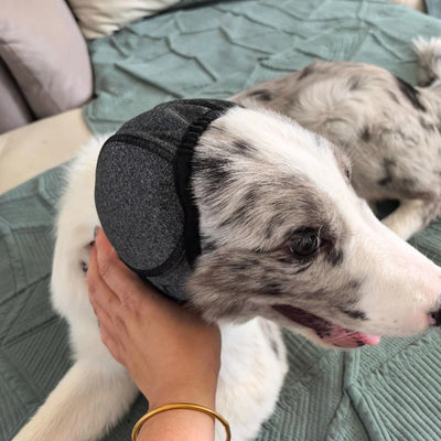 Protège-Oreilles Anti-Bruit Chien Bonnet Apaisant Orage