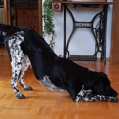 Culotte Hygiénique pour Chien Lavable Réglable XS à 2XL