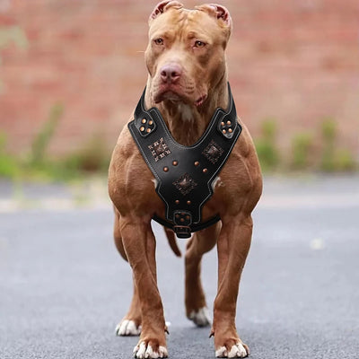 Harnais Cuir Gros Chien Poignée de Contrôle et Rivets Cuivrés