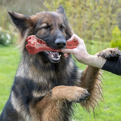 Jouet Indestructible Os Réaliste à Mâcher Goût Bœuf 15 cm