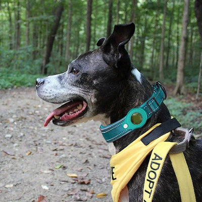Collier pour Traceur GPS Rembourré Réfléchissant Grand Chien