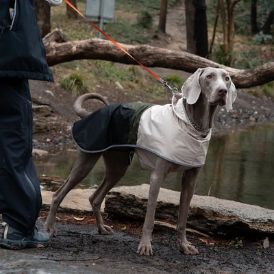 Doudoune Imperméable Réfléchissante Grand Chien