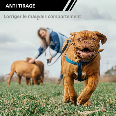 Collier Dressage 1600ft Gros Chien IPX7 Rechargeable