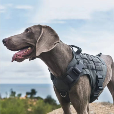 Harnais Tactique Rembourré à Dégagement Rapide pour Grand Chien