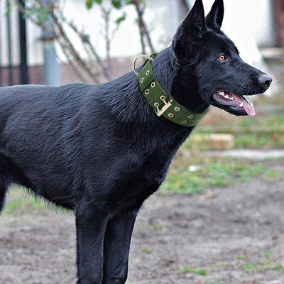 Collier Large Militaire Boucle Métal Double Rangée Chien