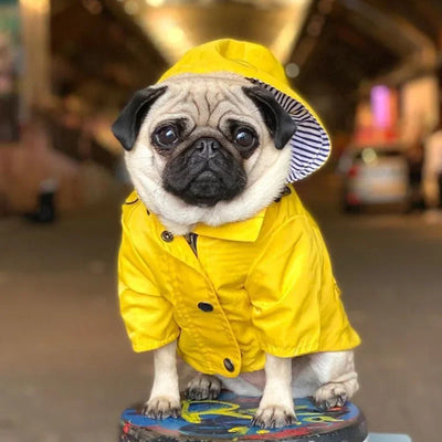 Manteau Imperméable Jaune Capuche Bouledogue Français Carlin