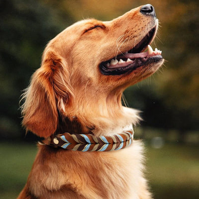 Collier Cuir Véritable Tressé Bleu Ciel Chien Moyen Grand