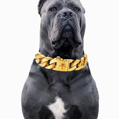 Collier Chaîne Gourmette Inox 32 mm Cane Corso Rottweiler