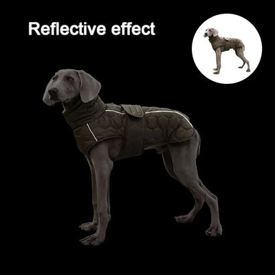 Manteau Hiver Weimaraner Grand Chien Doublure Polaire Réfléchissant