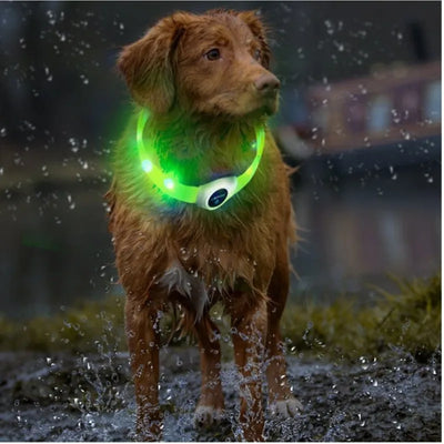 Collier LED Étanche Grand Chien