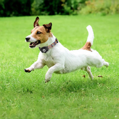 Collier GPS Chien 4G Alarme Anti-Perte Carte 1 An
