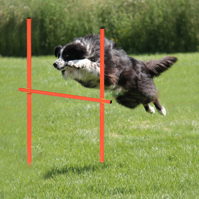 Set d'Obstacles Agility avec Tunnel Pliable pour Chien