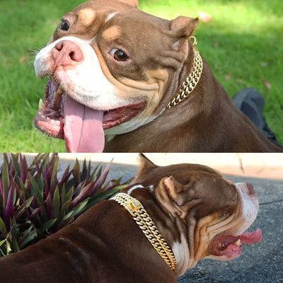Collier Chaîne Inox Doré Gros Chien Pitbull