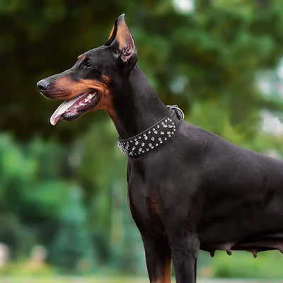 Collier Cuir Clouté Pitbull Mastiff