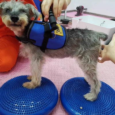 Disque d'Équilibre Gonflable pour Chien Agility 36 cm