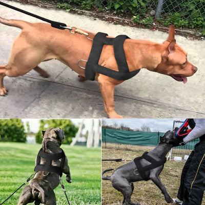 Harnais de Traction Pitbull Plastron Rembourré Corde Élastique