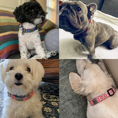 Médaille Silencieuse Gravée Coulissante pour Chien