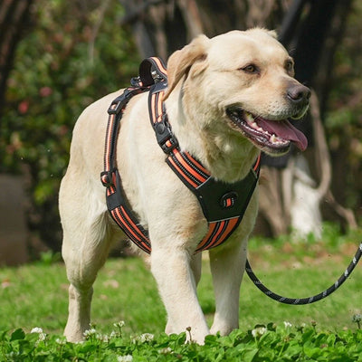 Harnais Robuste Pitbull Berger Labrador Gros Chien