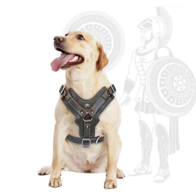 Harnais Grande Taille Poignée de Contrôle Labrador Pitbull