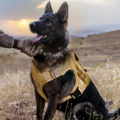 Harnais Tactique Molle Berger Allemand Malinois jusqu'à 65 kg