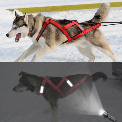 Harnais Canicross de Ski et Course pour Grand Chien