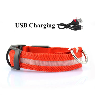 Collier LED Haute Visibilité Rechargeable Chien