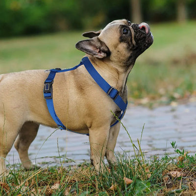 Harnais Chien en H Nylon Réglable Moyen et Grand