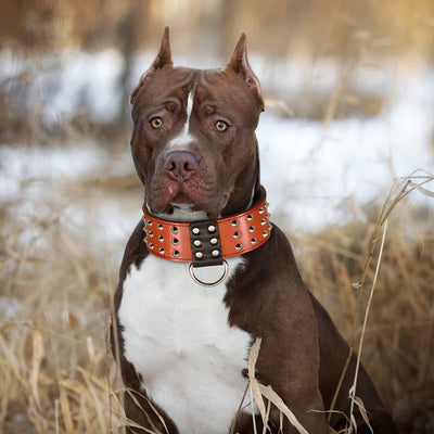 Collier Cuir Clouté Large 5 cm Gros Chien Rottweiler Pitbull