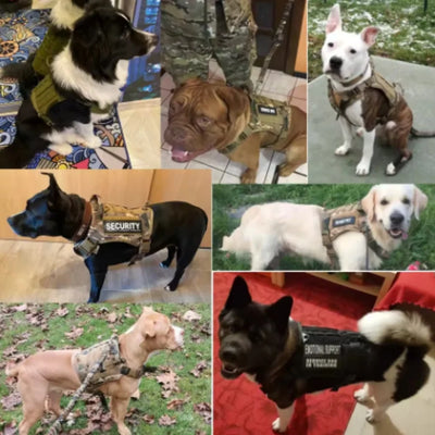 Harnais Tactique Rembourré à Dégagement Rapide pour Grand Chien