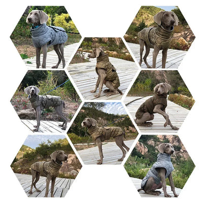 Manteau Hiver Weimaraner Grand Chien Doublure Polaire Réfléchissant