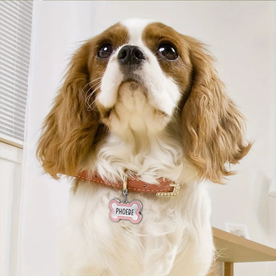 Médaille d'Identification Os Gravée pour Chien