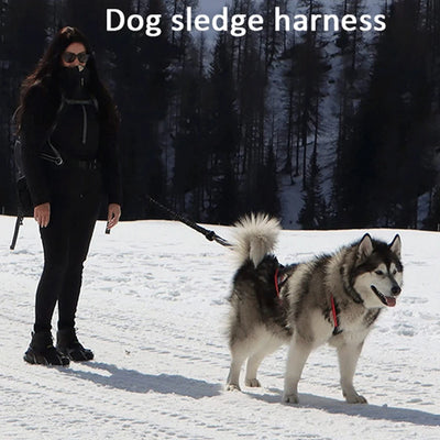 Harnais Canicross de Ski et Course pour Grand Chien