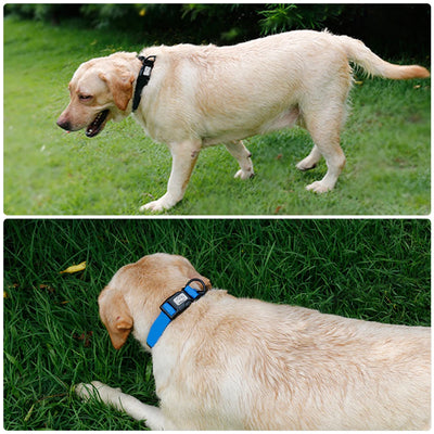 Collier PVC Réglable Imperméable Gros Chien
