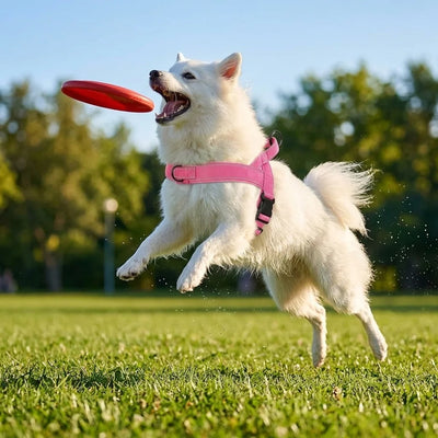 Harnais Tactique Anti-Traction Chien Grande Race