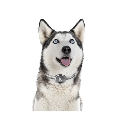 Traceur GPS 4G Chien Étanche à Clipser sur Collier