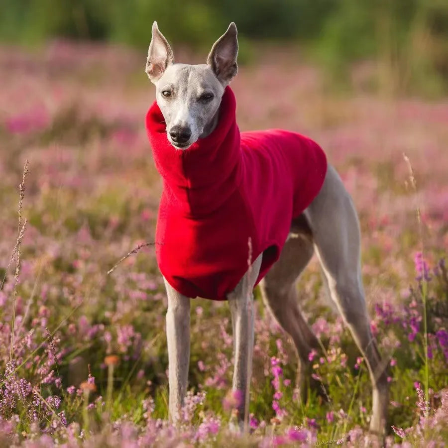 Pull Polaire Col Roulé Lévrier Whippet Italien