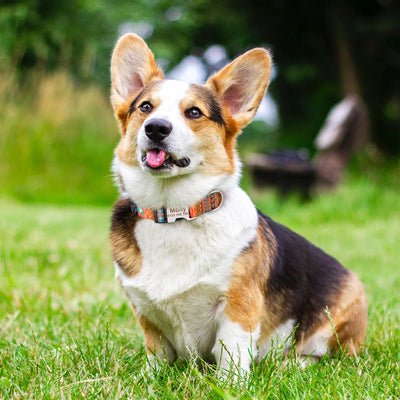 Collier Chien Personnalisé Gravé Motif au Choix